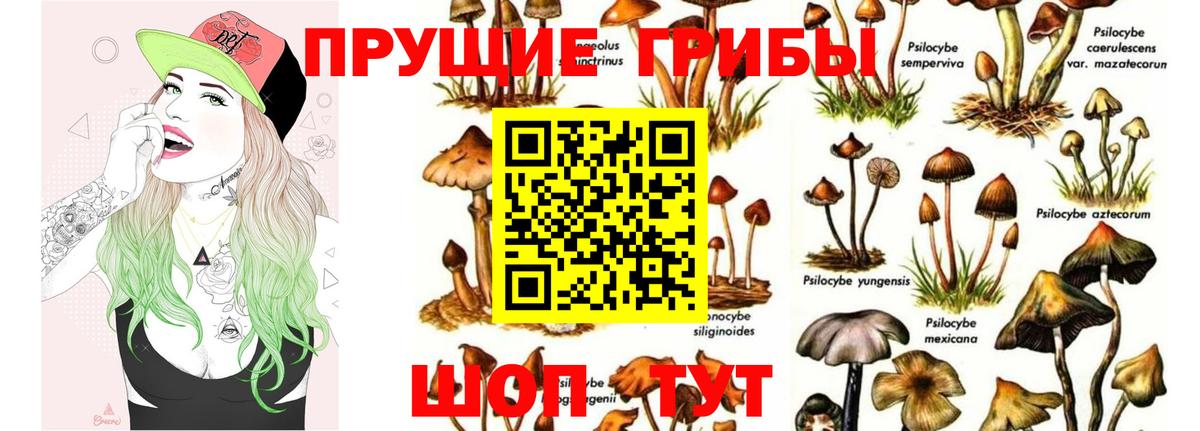 Галлюциногенные грибы Psilocybine cubensis Ейск